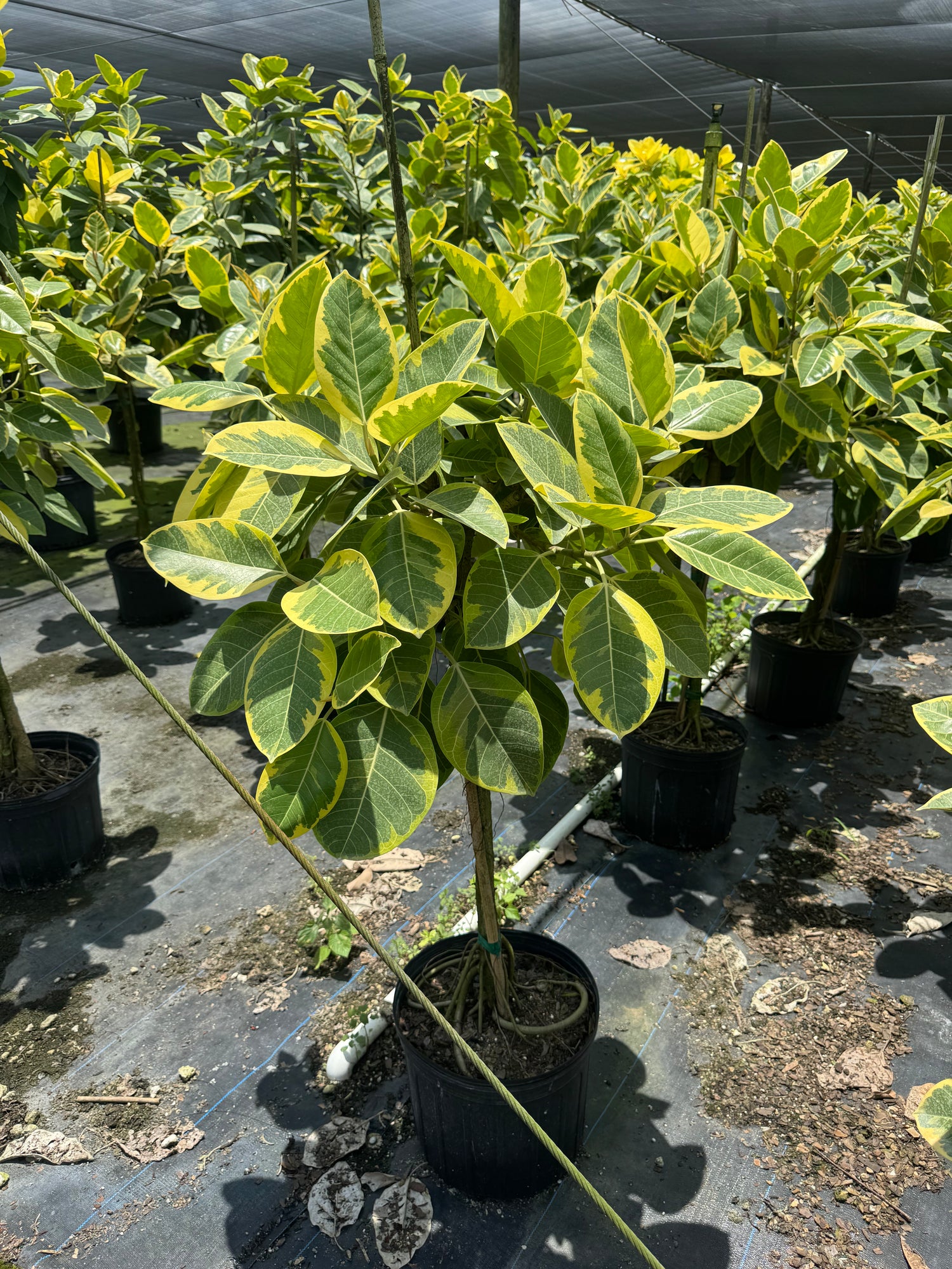 Full Size Ficus Altissima  (Special Sale)