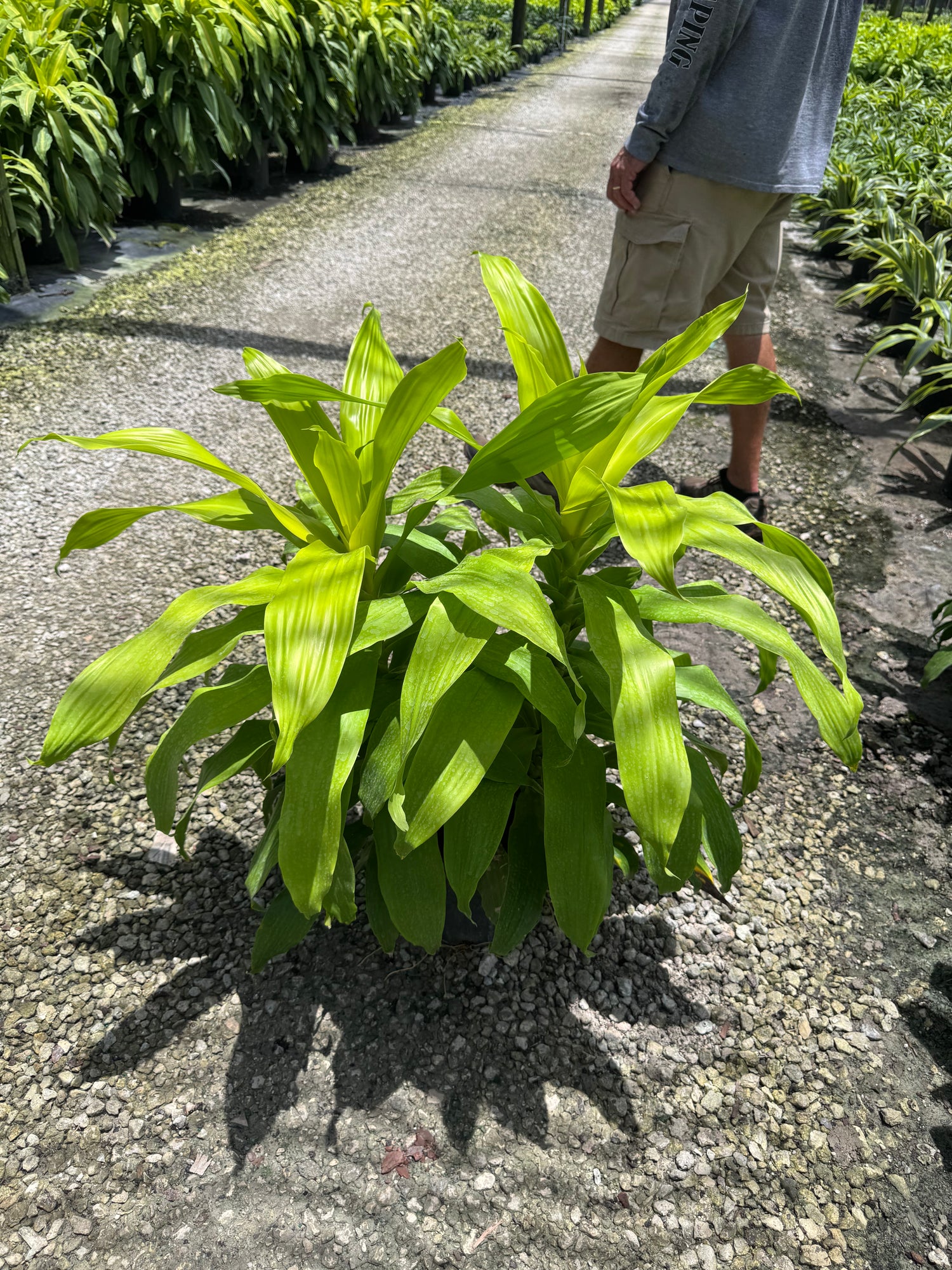 Large Dracaena Limelight Bush (Special Sale)