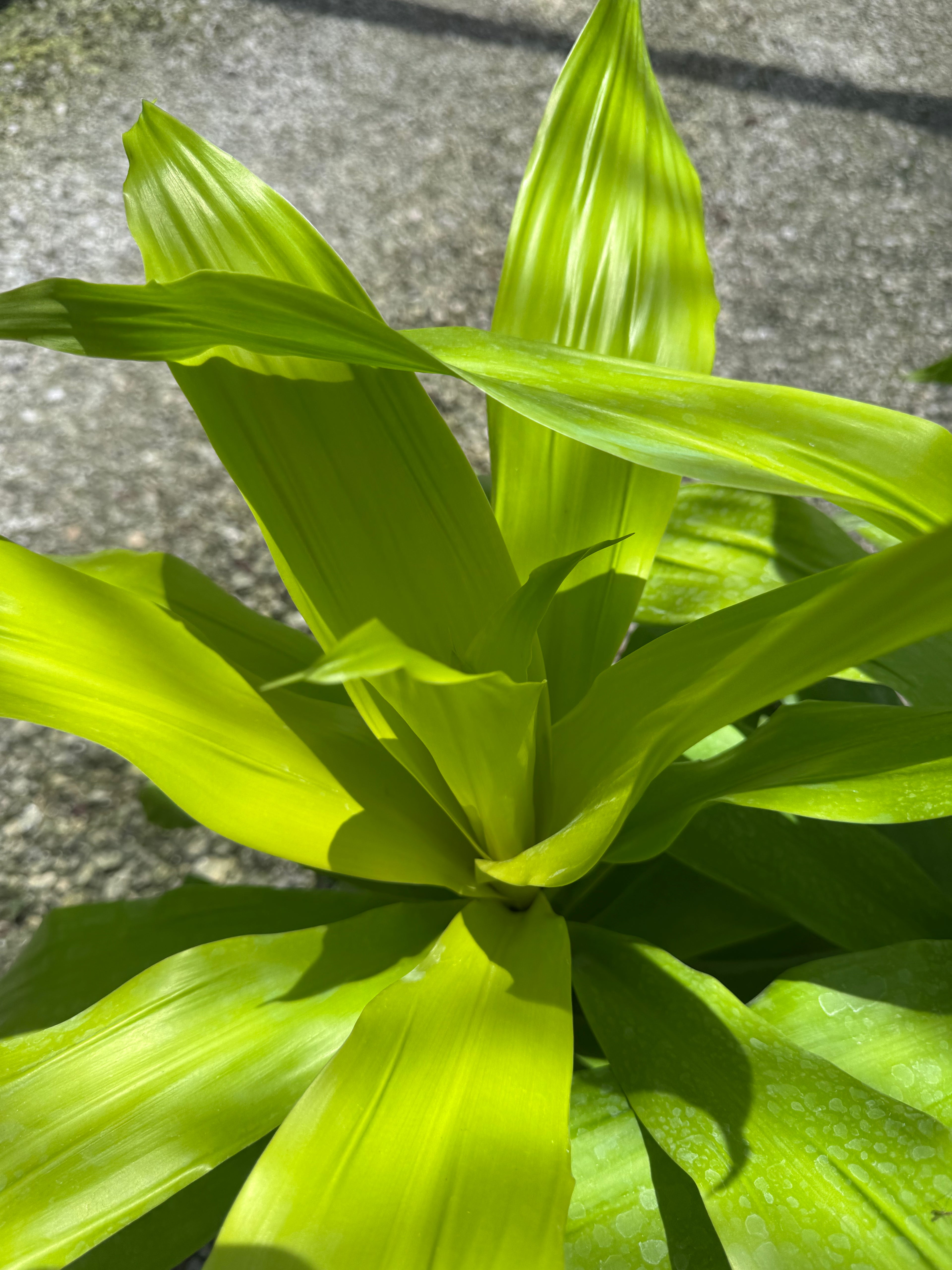 Large Dracaena Limelight Bush (Special Sale)