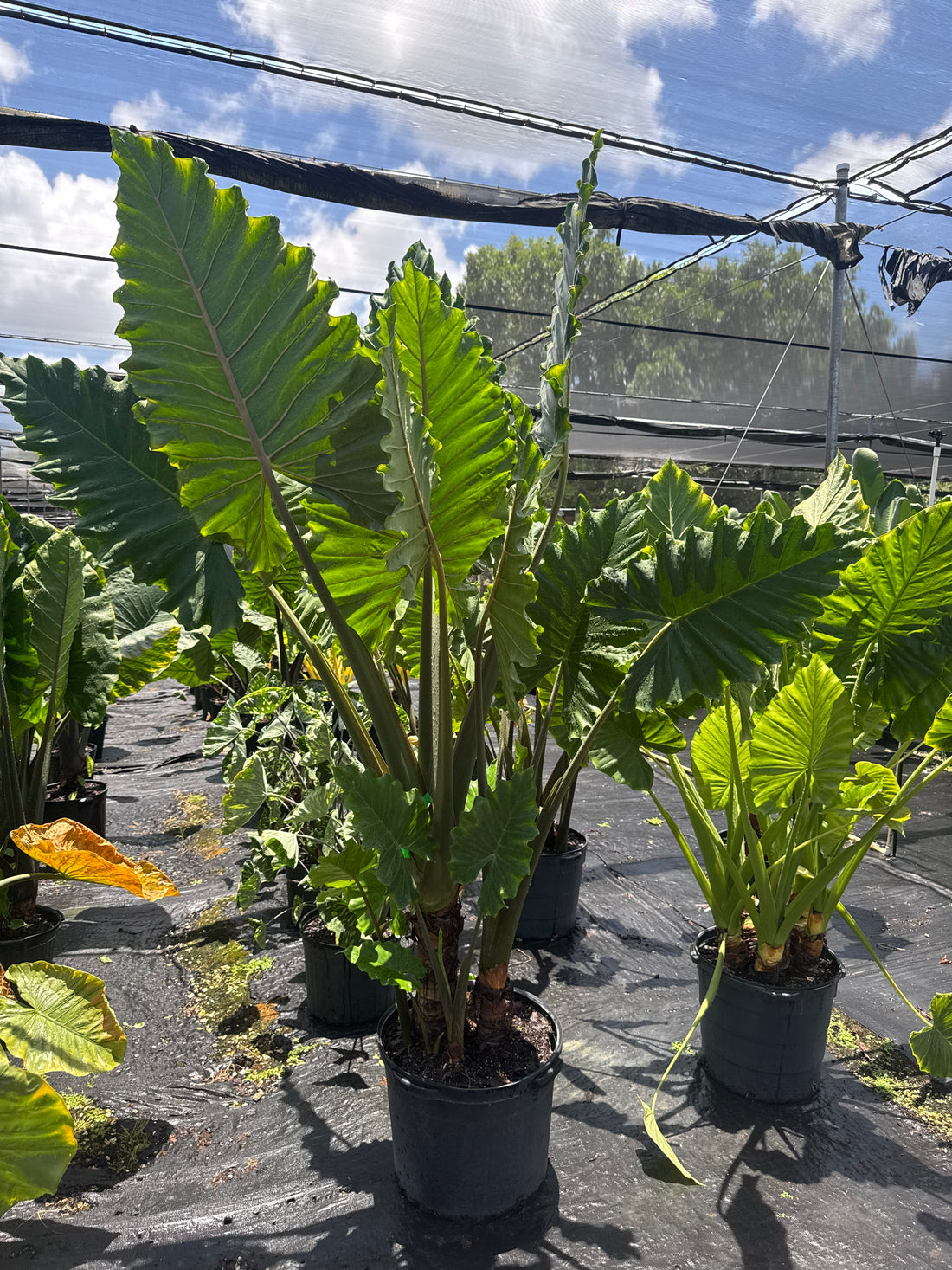 Huge Elephant Ear Alocasia (Special Sale)