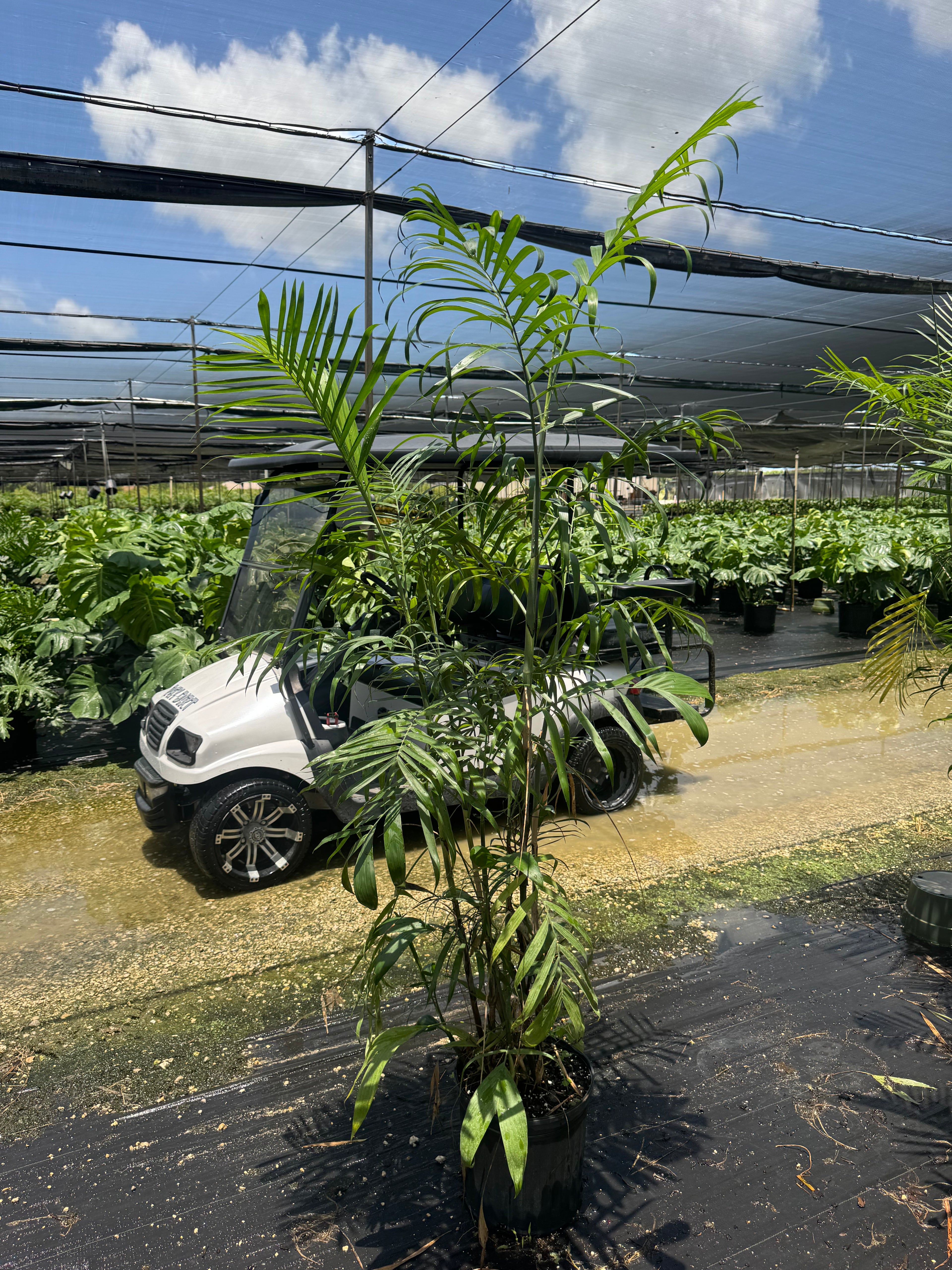 Full Size Bamboo Palm (Special Sale)