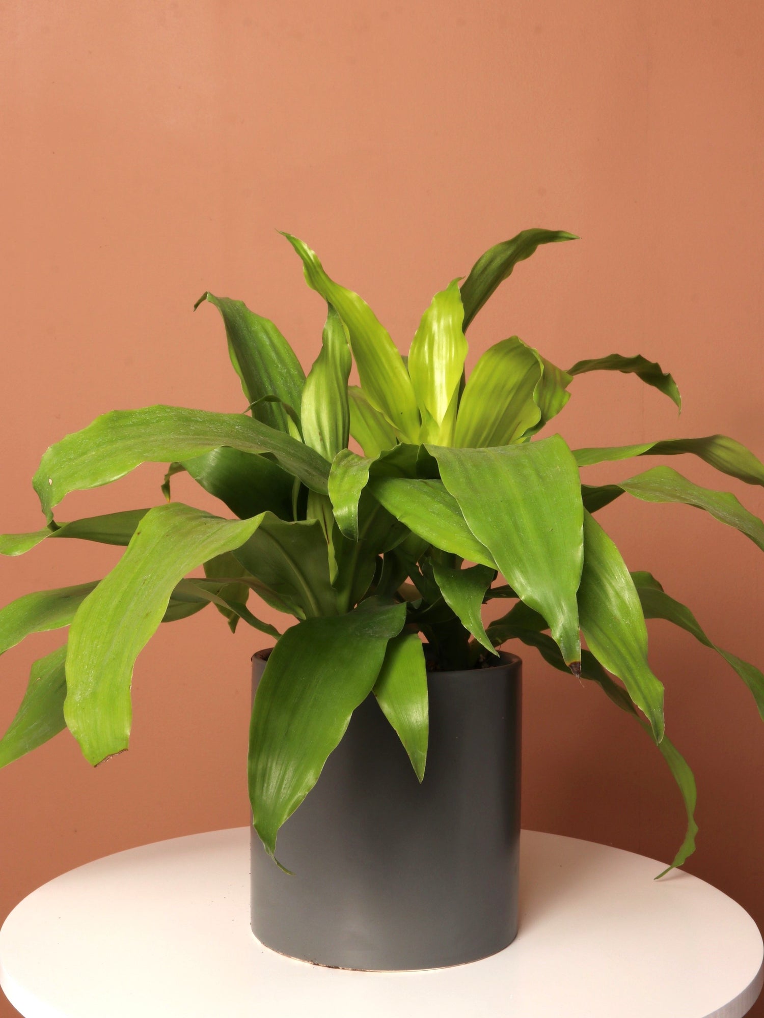Medium Dracena Janet Craig &