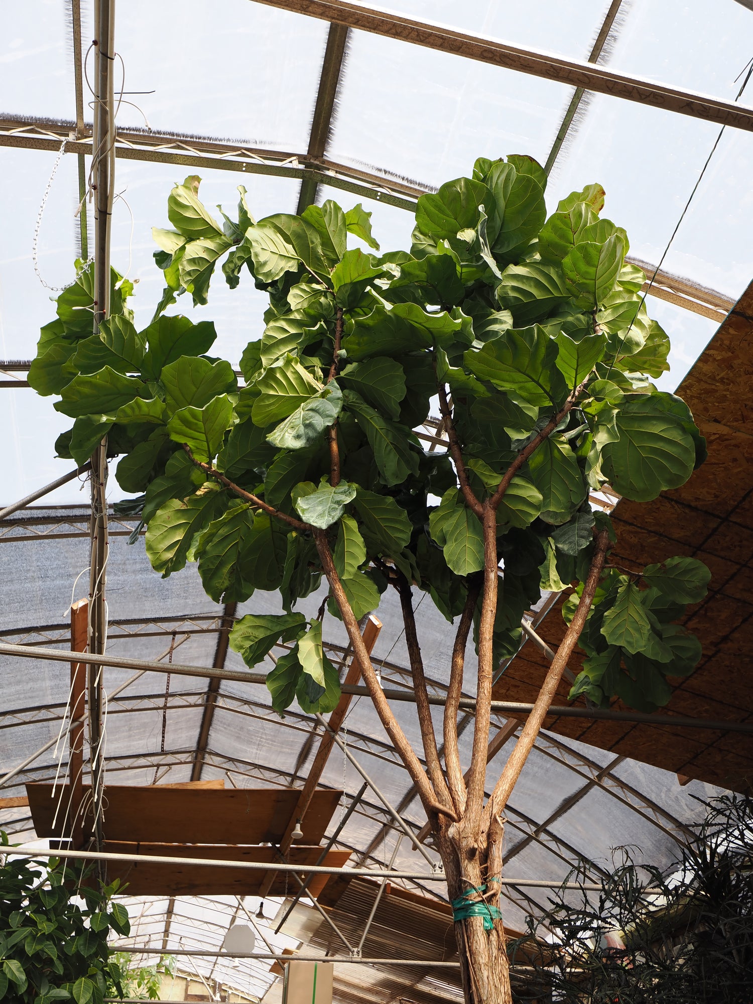 Large mature Fiddle Leaf Fig tree in an automated warehouse irrigation bay at Dahing Plants facility.