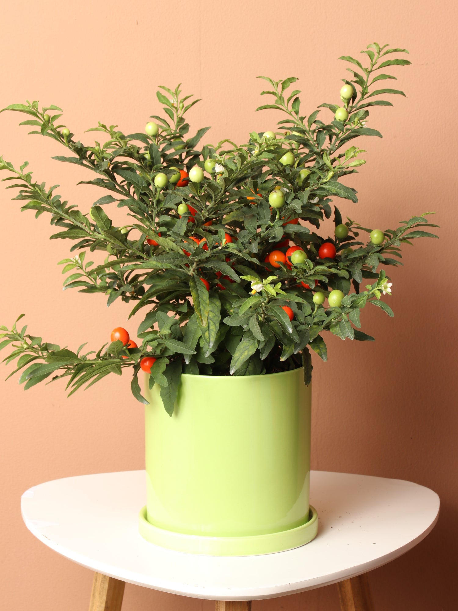 cherry plant indoor Medium Jerusalem Cherry