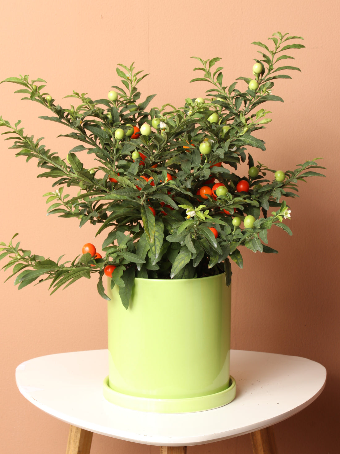 Medium Jerusalem Cherry