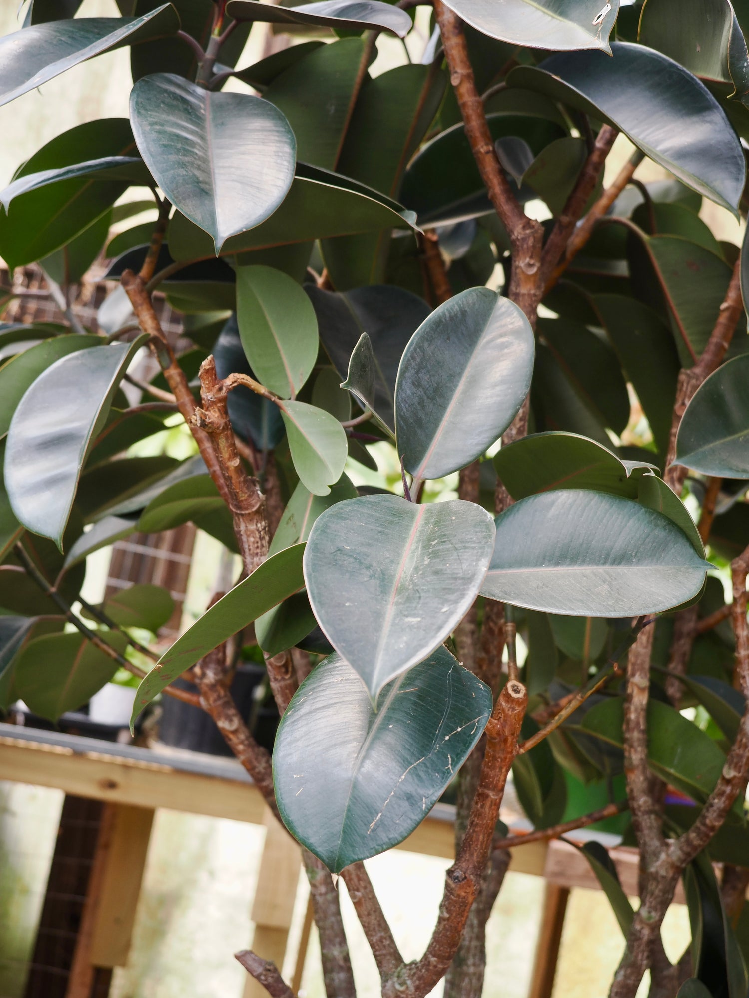 Giant Rubber Tree