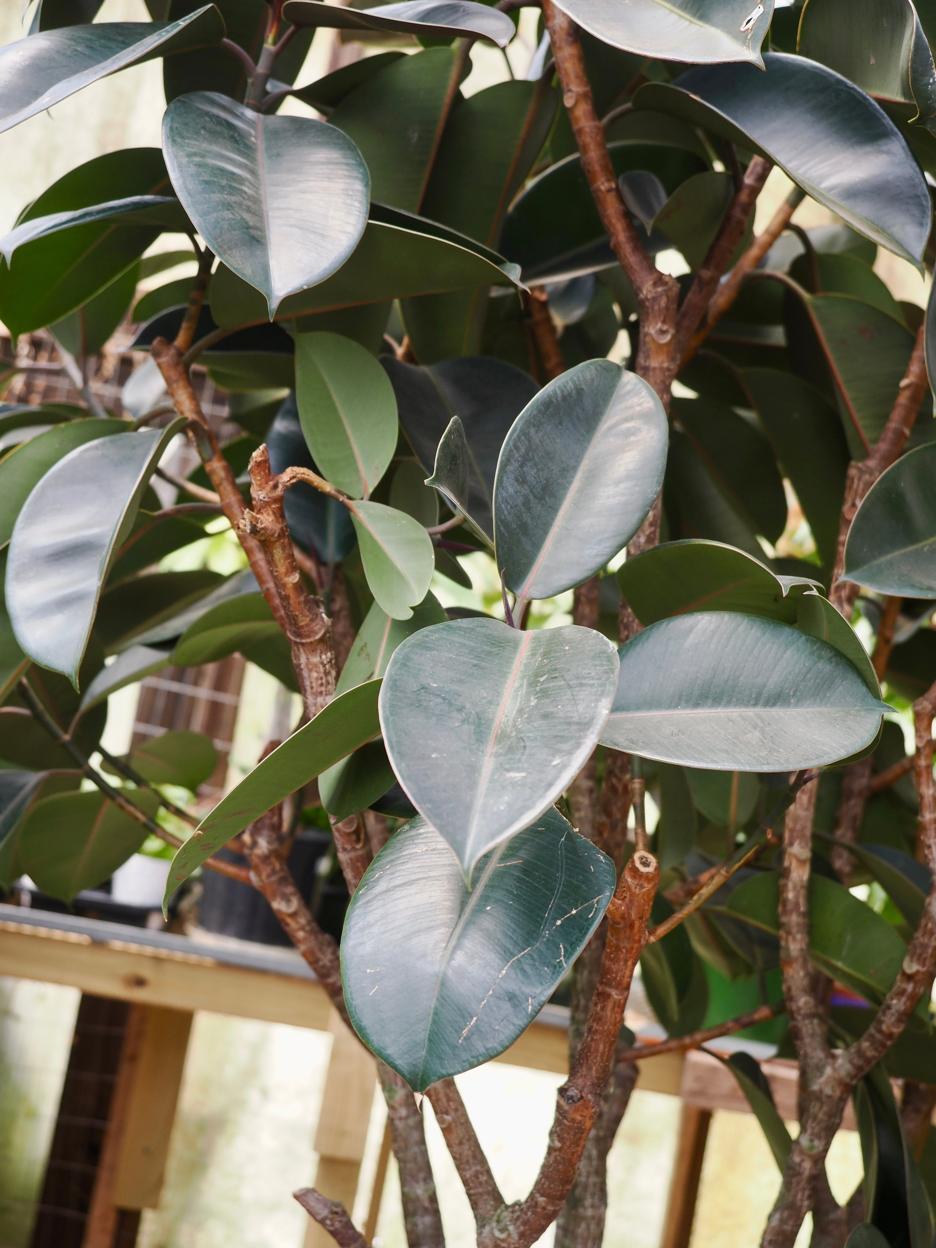 Giant Rubber Tree