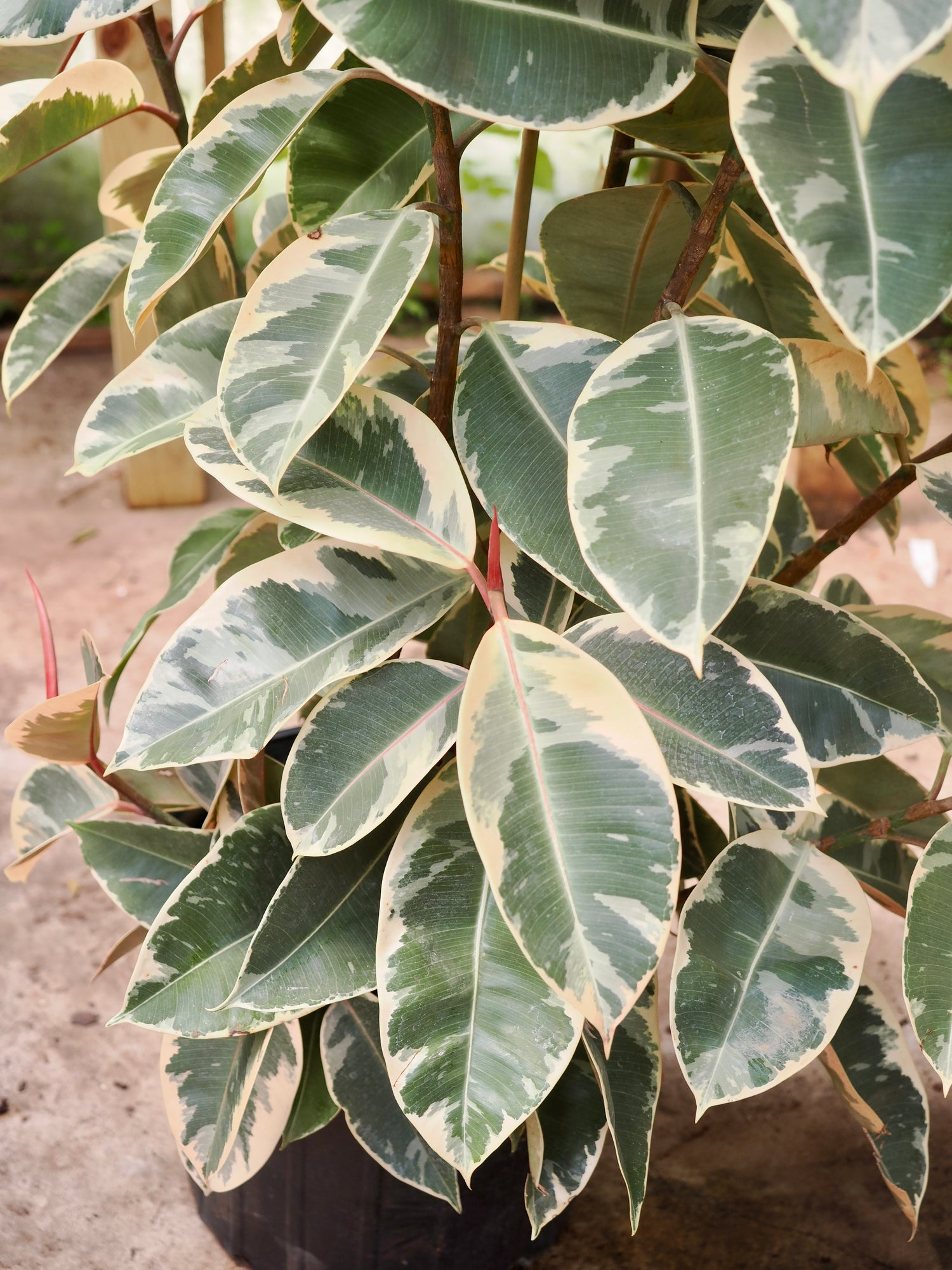Full Size Variegated Rubber Tree