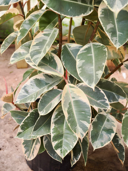 Full Size Variegated Rubber Tree