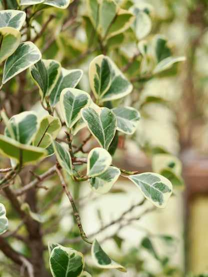 Huge Variegated Mistletoe Fig (Ficus triangularis)