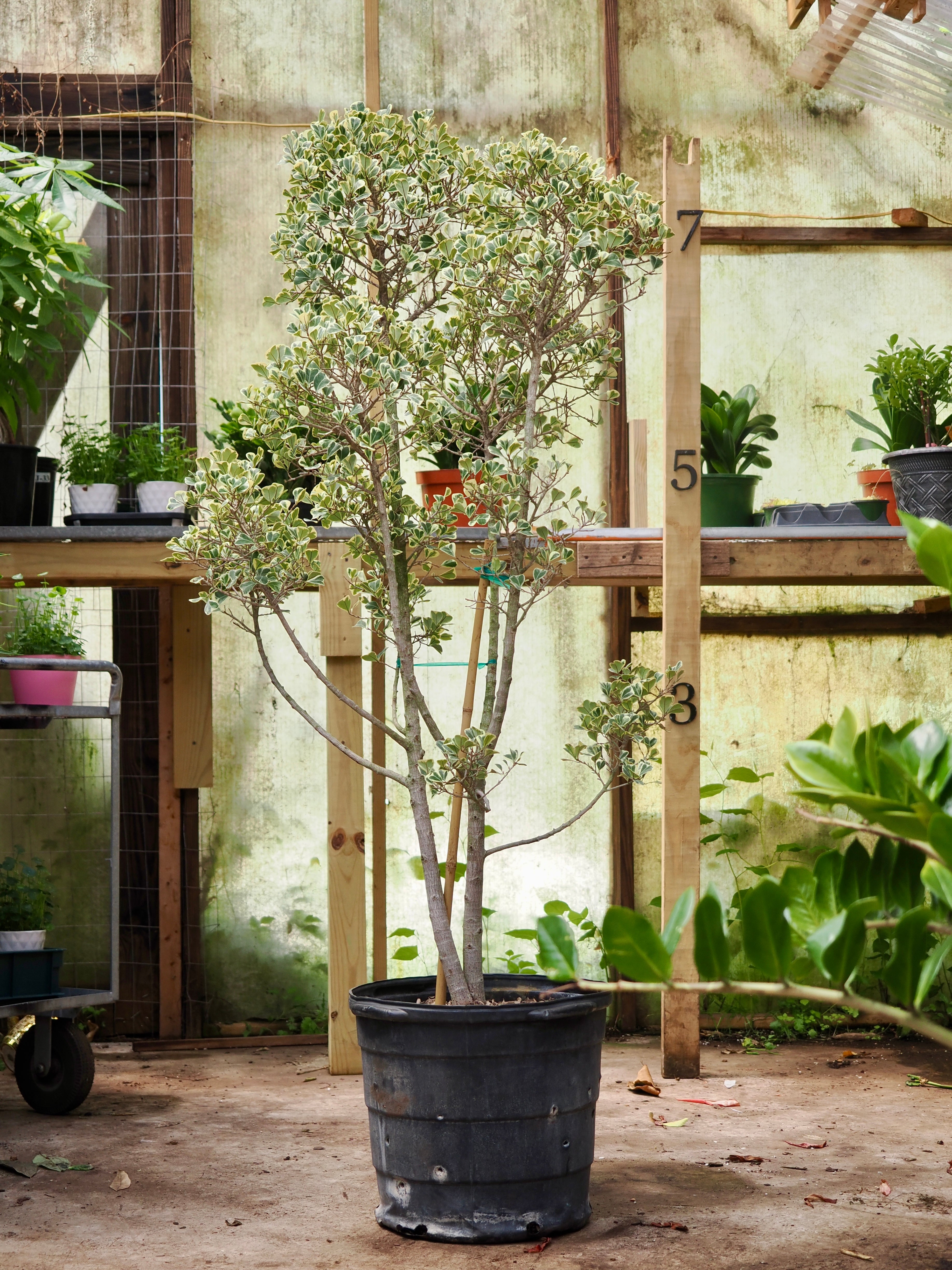 Huge Variegated Mistletoe Fig (Ficus triangularis)