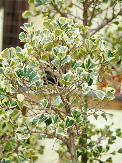 Huge Variegated Mistletoe Fig (Ficus triangularis)