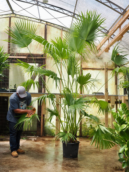 Huge Chinese Fan Palm