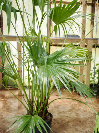 Huge Chinese Fan Palm