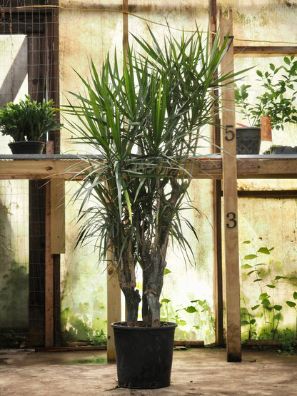 Full Size Dracaena Marginata Stump
