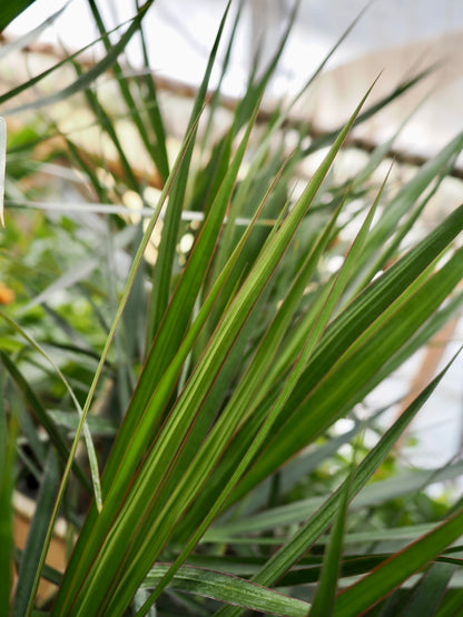 Full Size Dracaena Marginata Stump