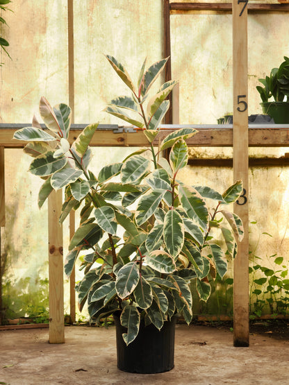 Full Size Variegated Rubber Tree