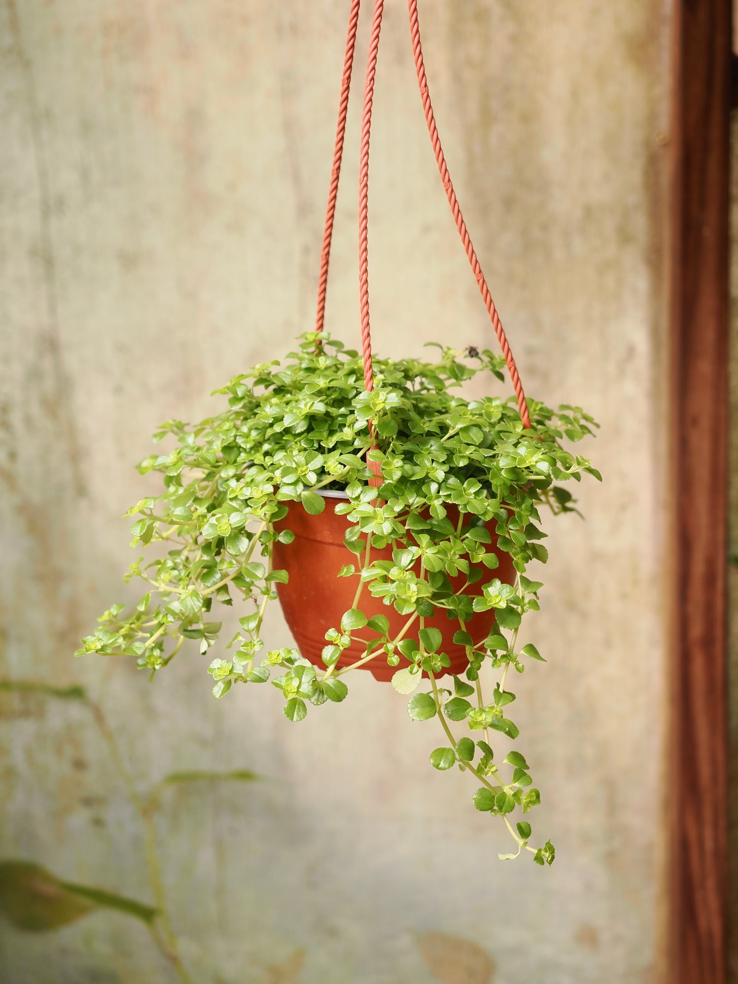 Hanging Pilea Depressa