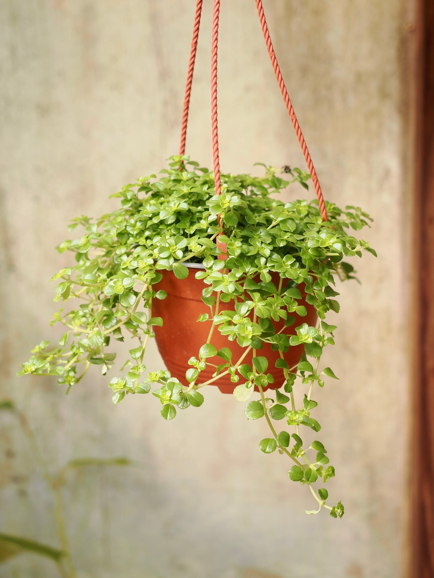 Hanging Pilea Depressa