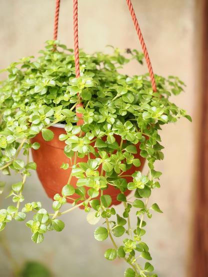 Hanging Pilea Depressa