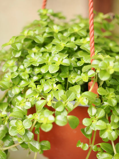 Hanging Pilea Depressa