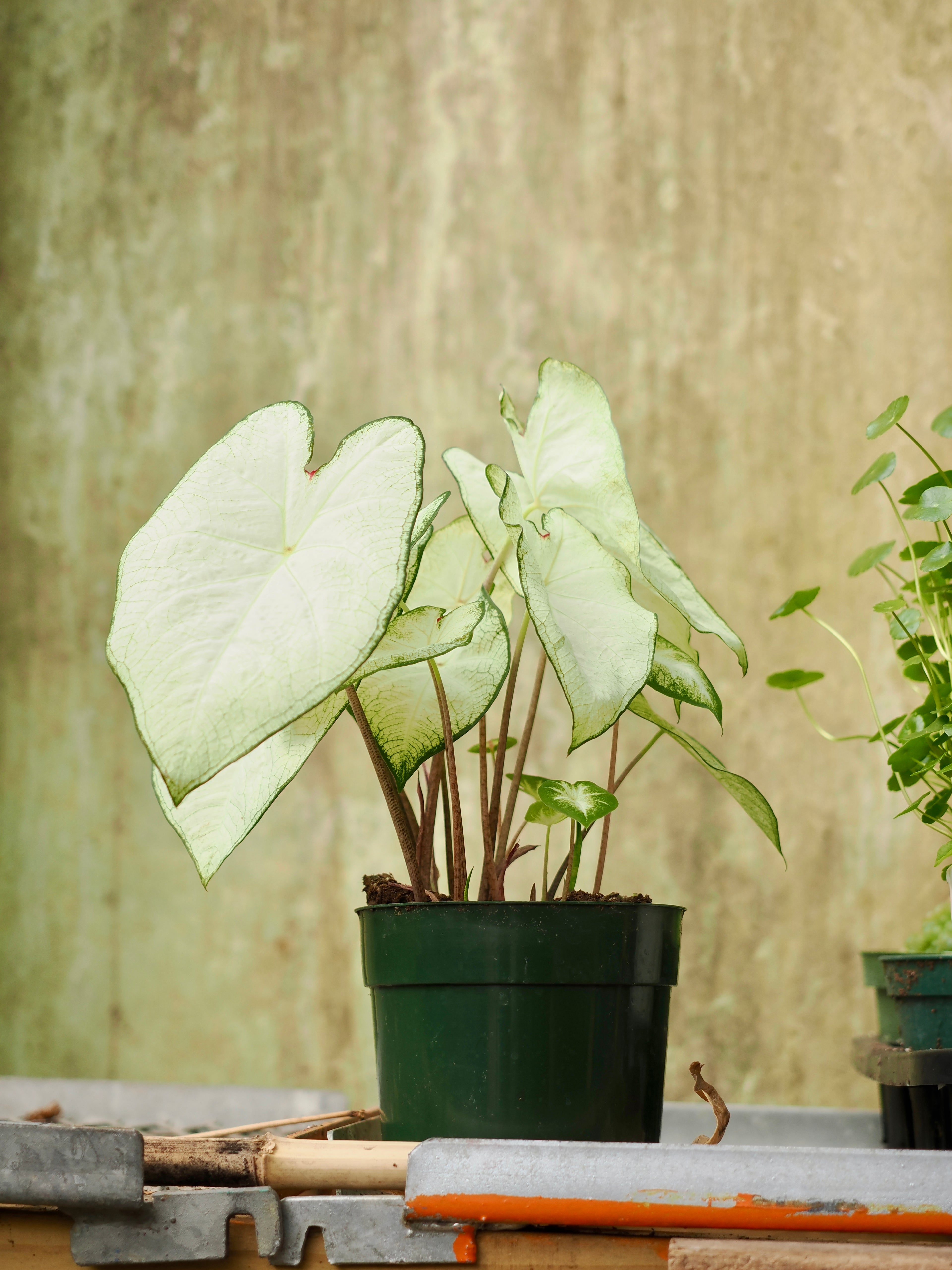 Medium Caladium &