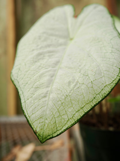 Medium Caladium &