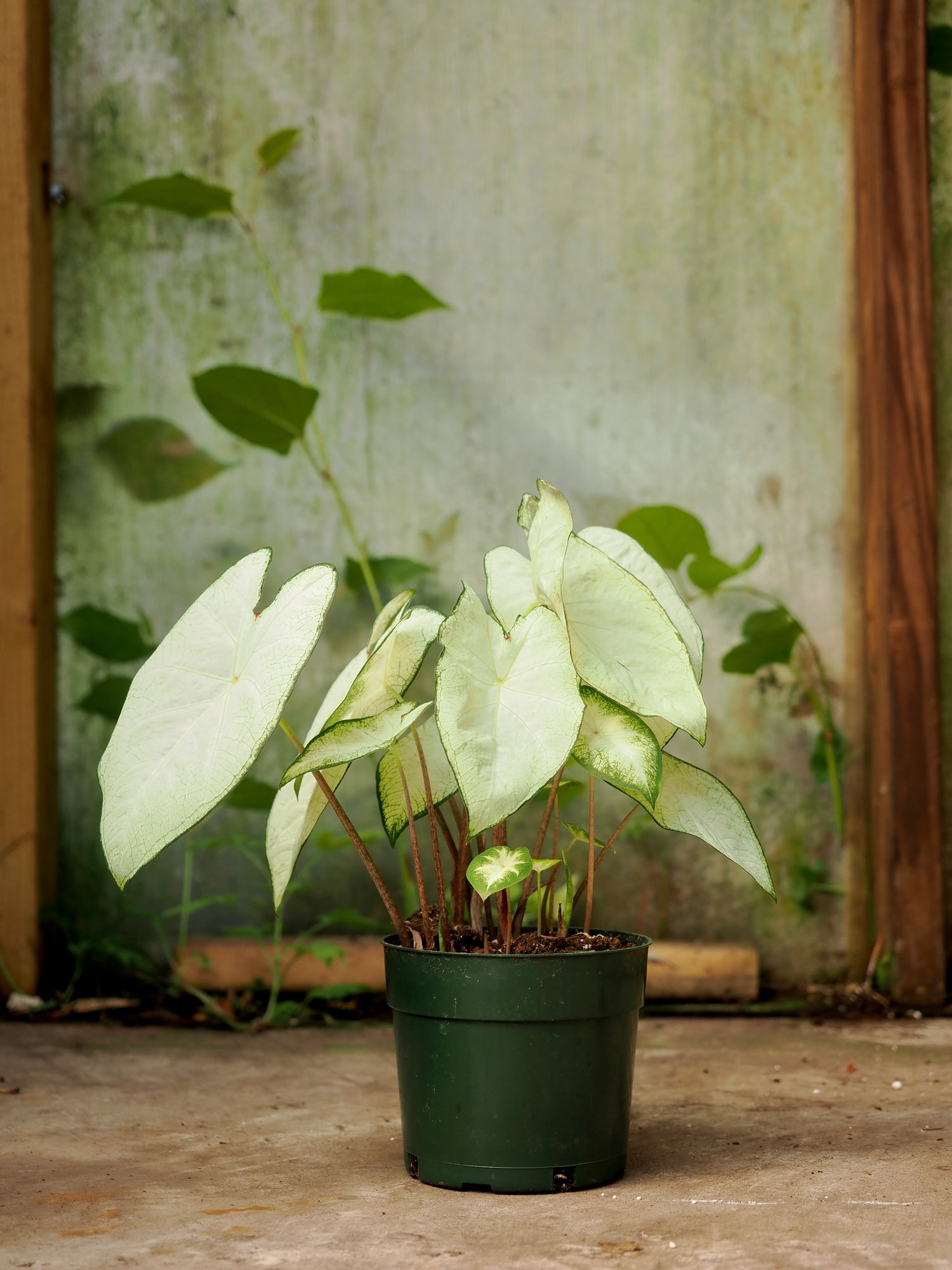Medium Caladium &