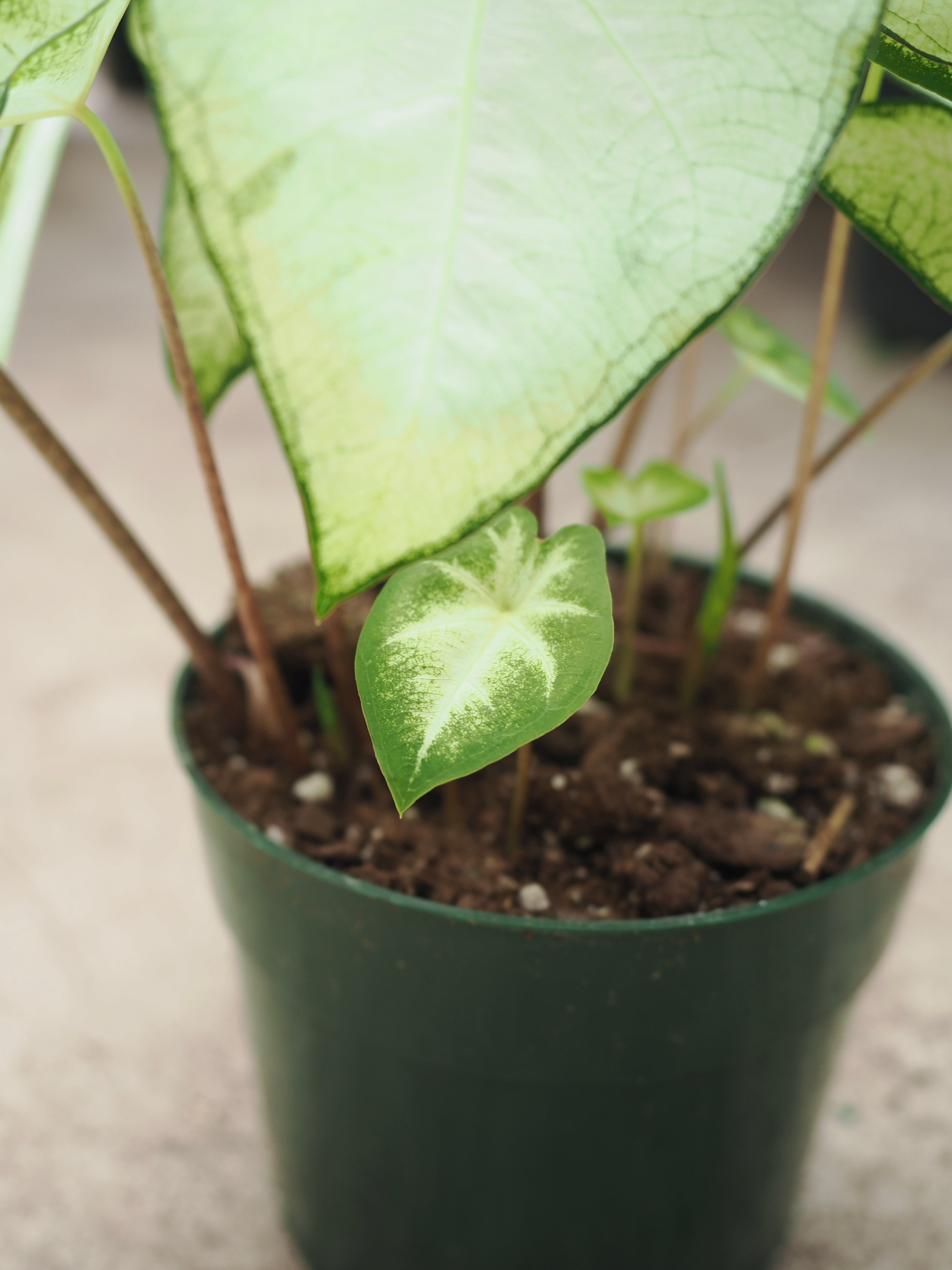 Medium Caladium &
