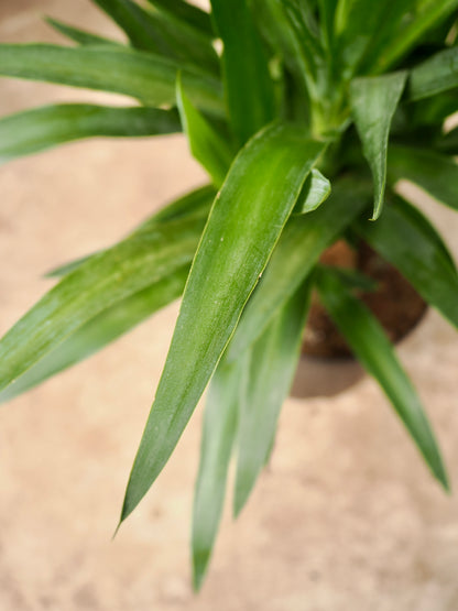 Medium Yucca Stump (Spineless Yucca)