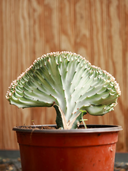 Medium Coral Cactus (Euphorbia lactea &