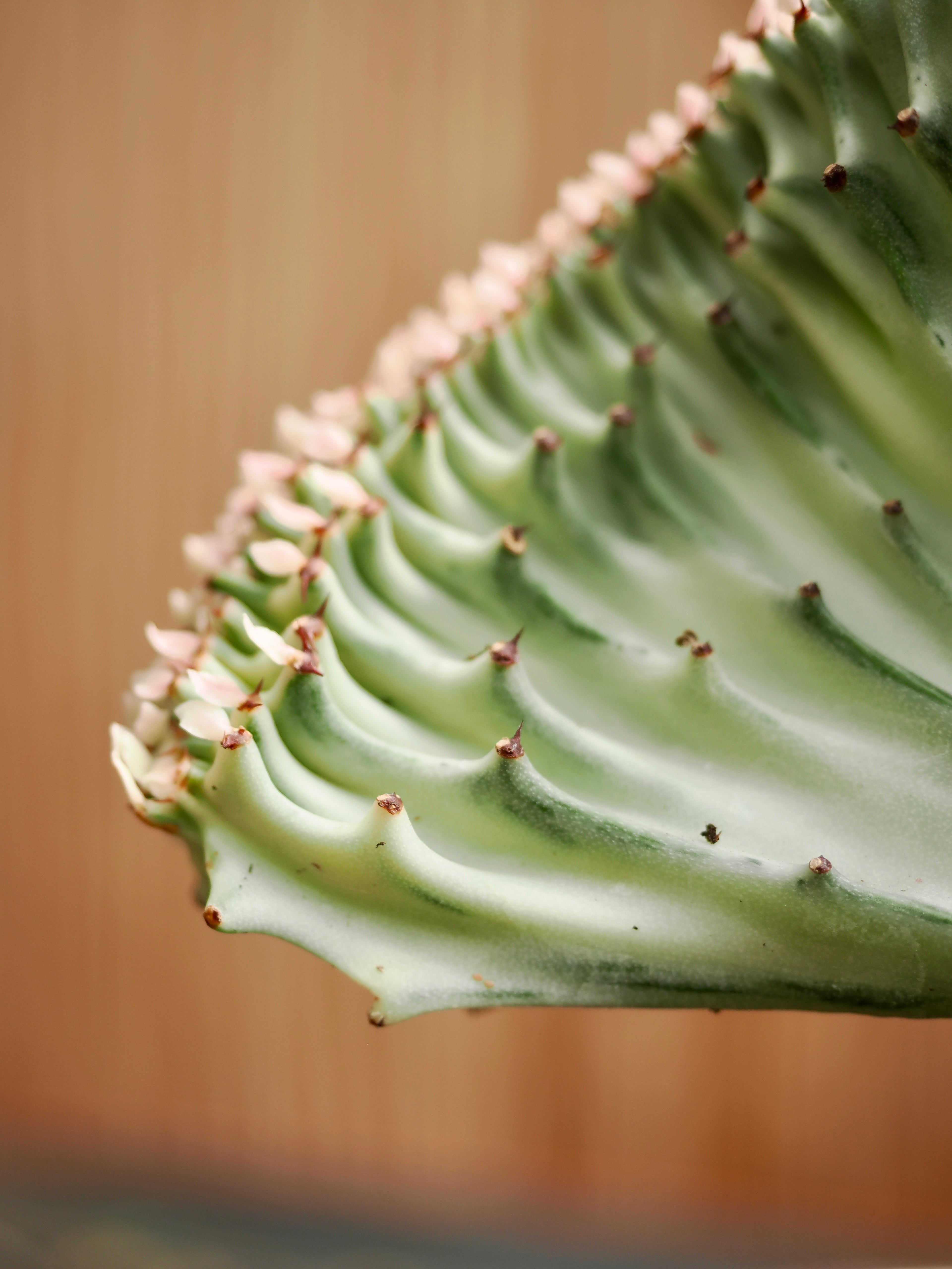 Medium Coral Cactus (Euphorbia lactea &