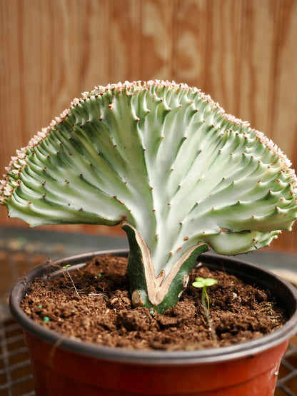 Medium Coral Cactus (Euphorbia lactea &