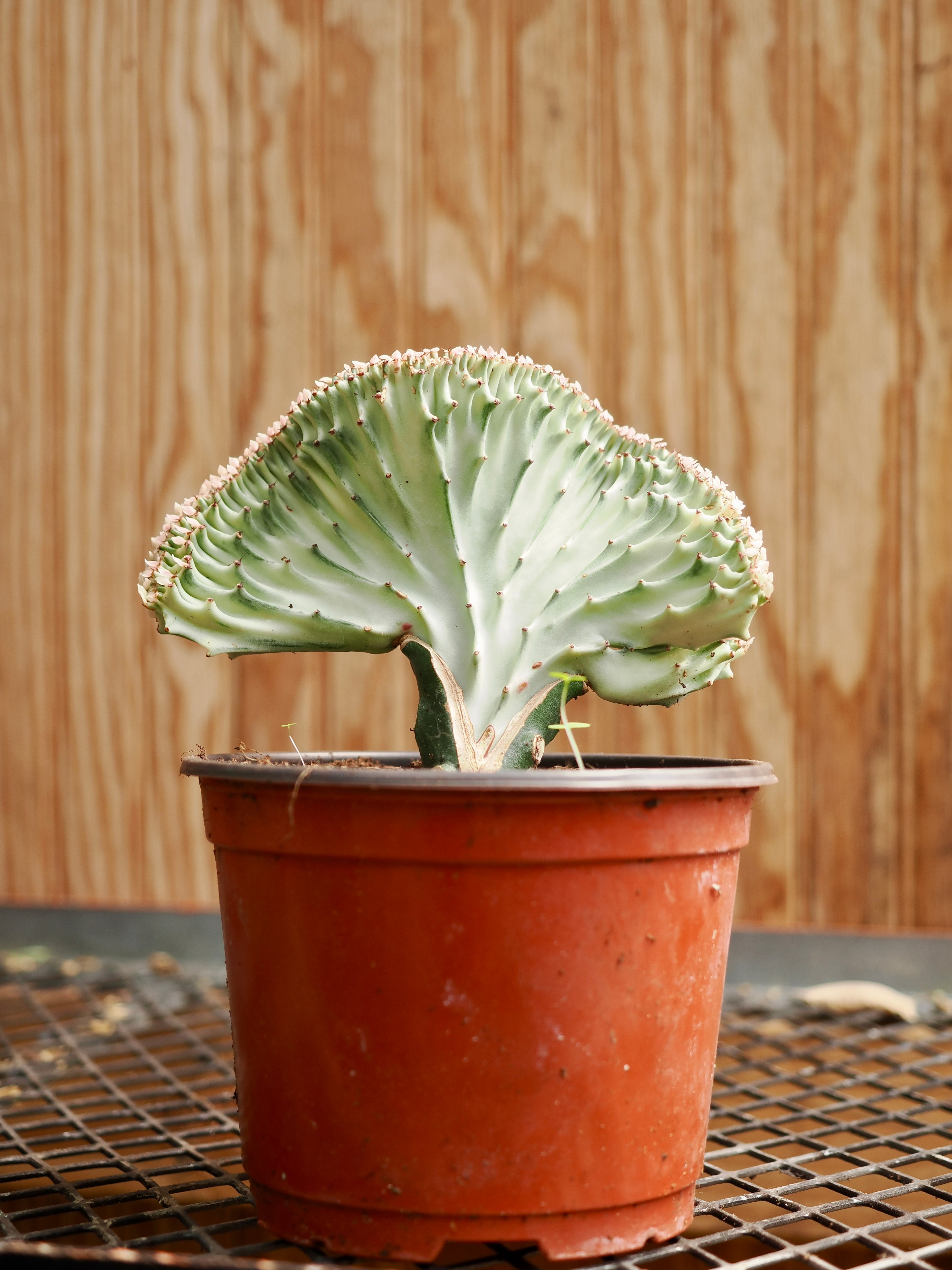 Medium Coral Cactus (Euphorbia lactea &