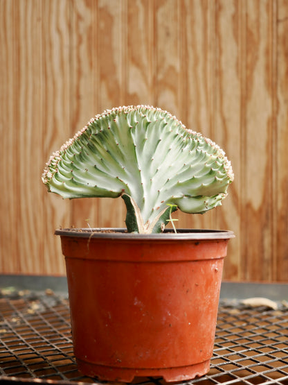 Medium Coral Cactus (Euphorbia lactea &