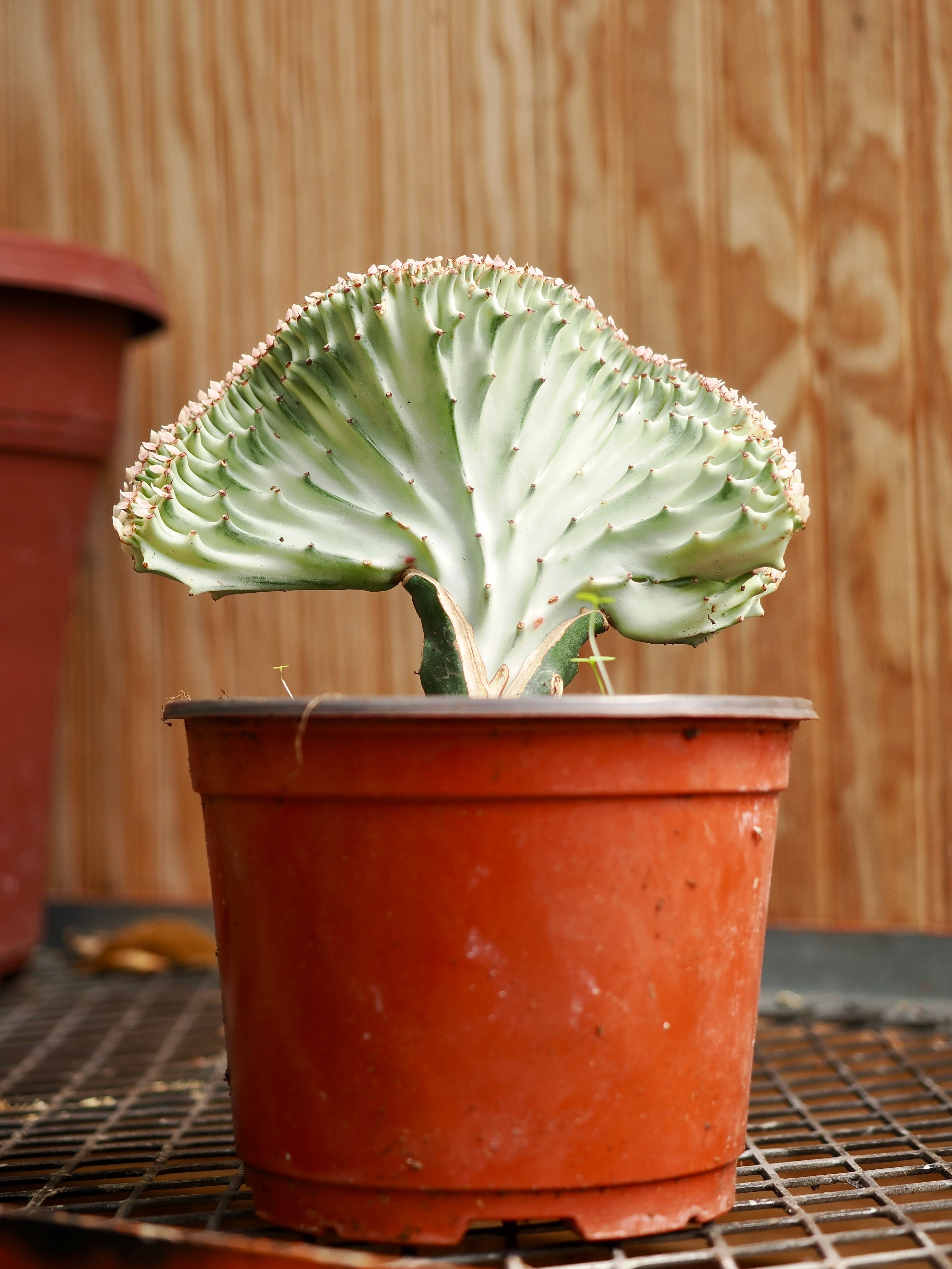 Medium Coral Cactus (Euphorbia lactea &