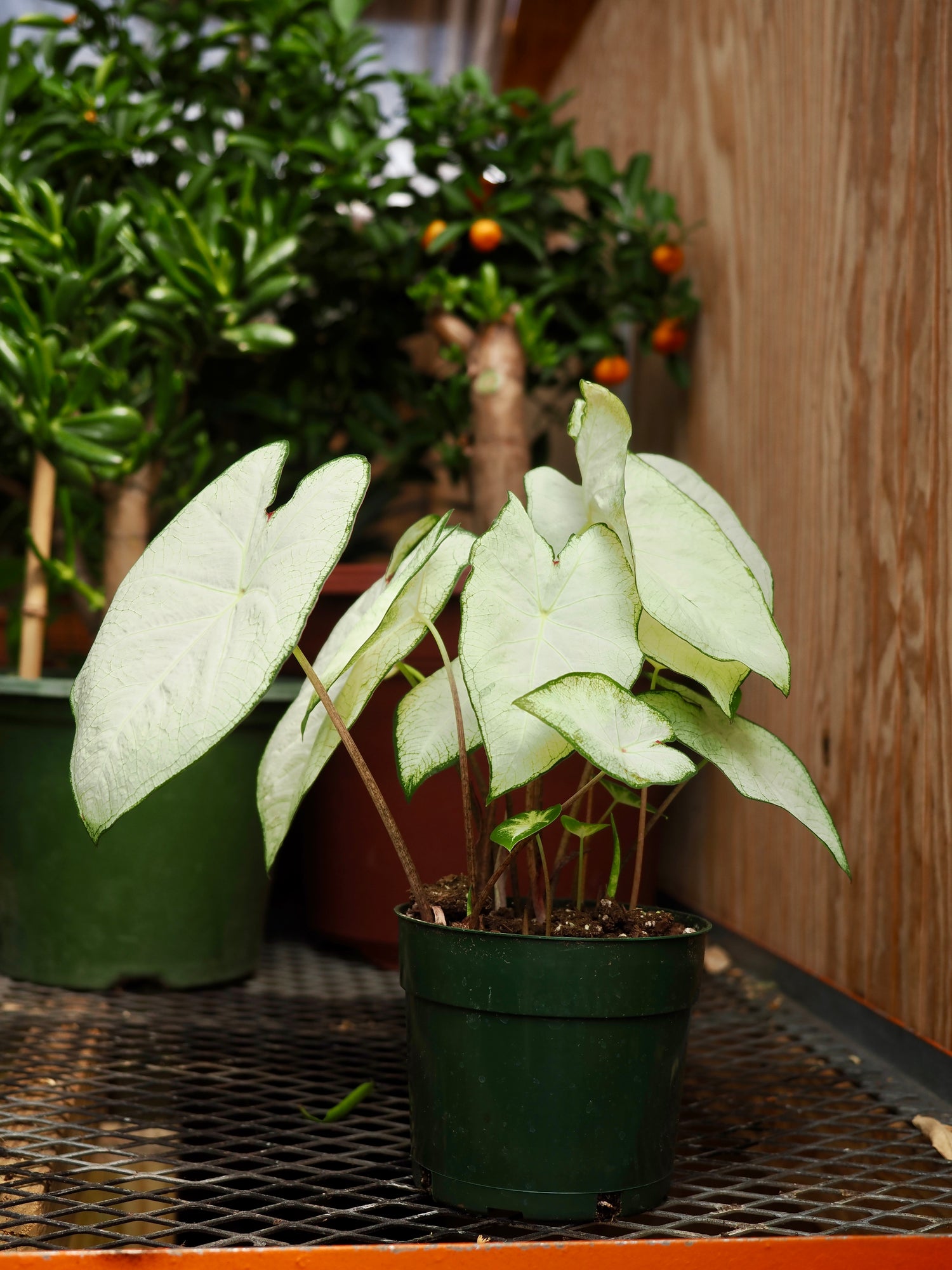 Medium Caladium &