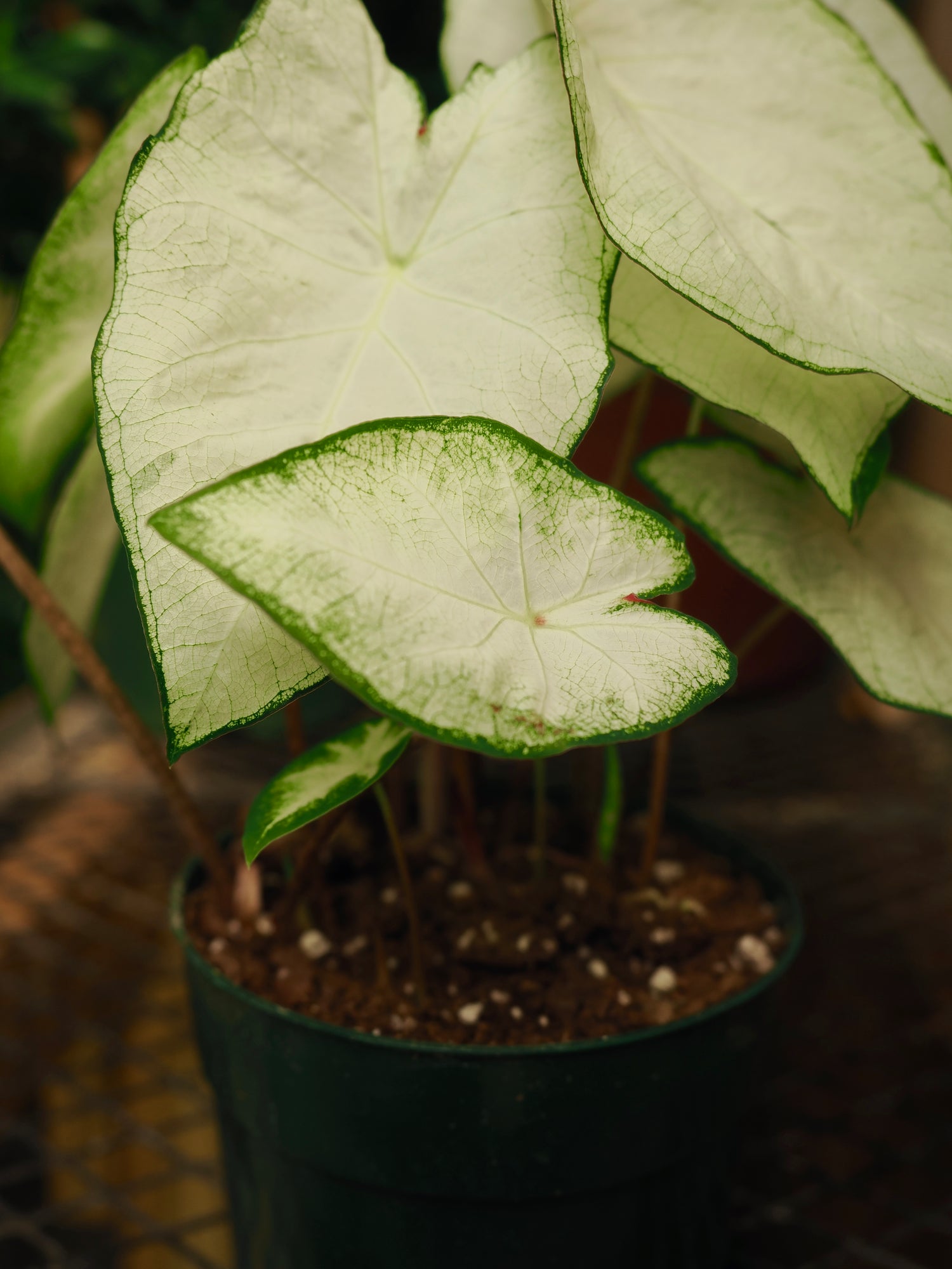 Medium Caladium &