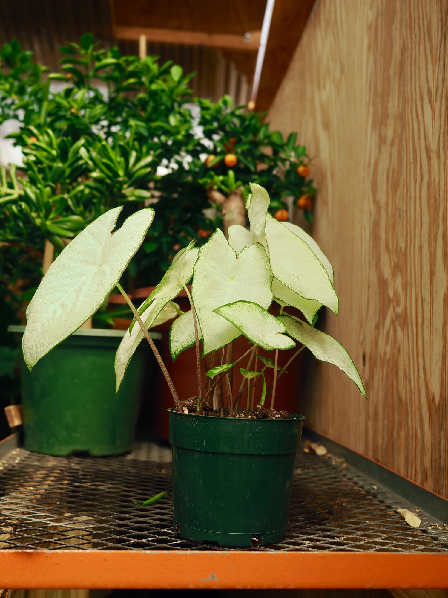 Medium Caladium &