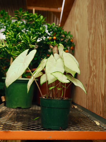Medium Caladium &