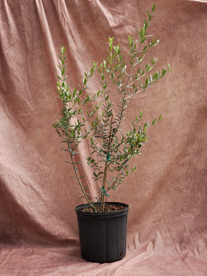 Large Olive Tree