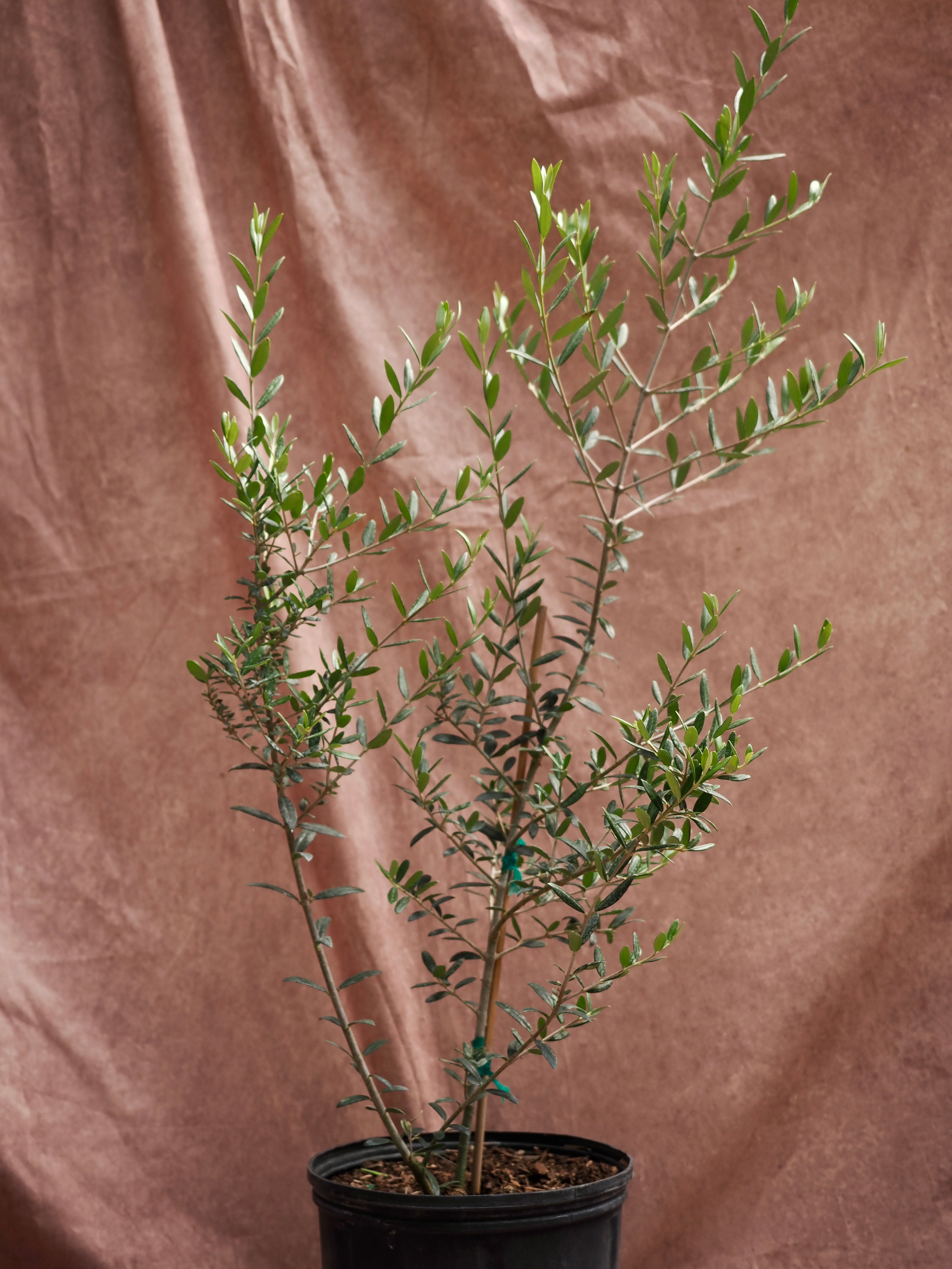 Large Olive Tree