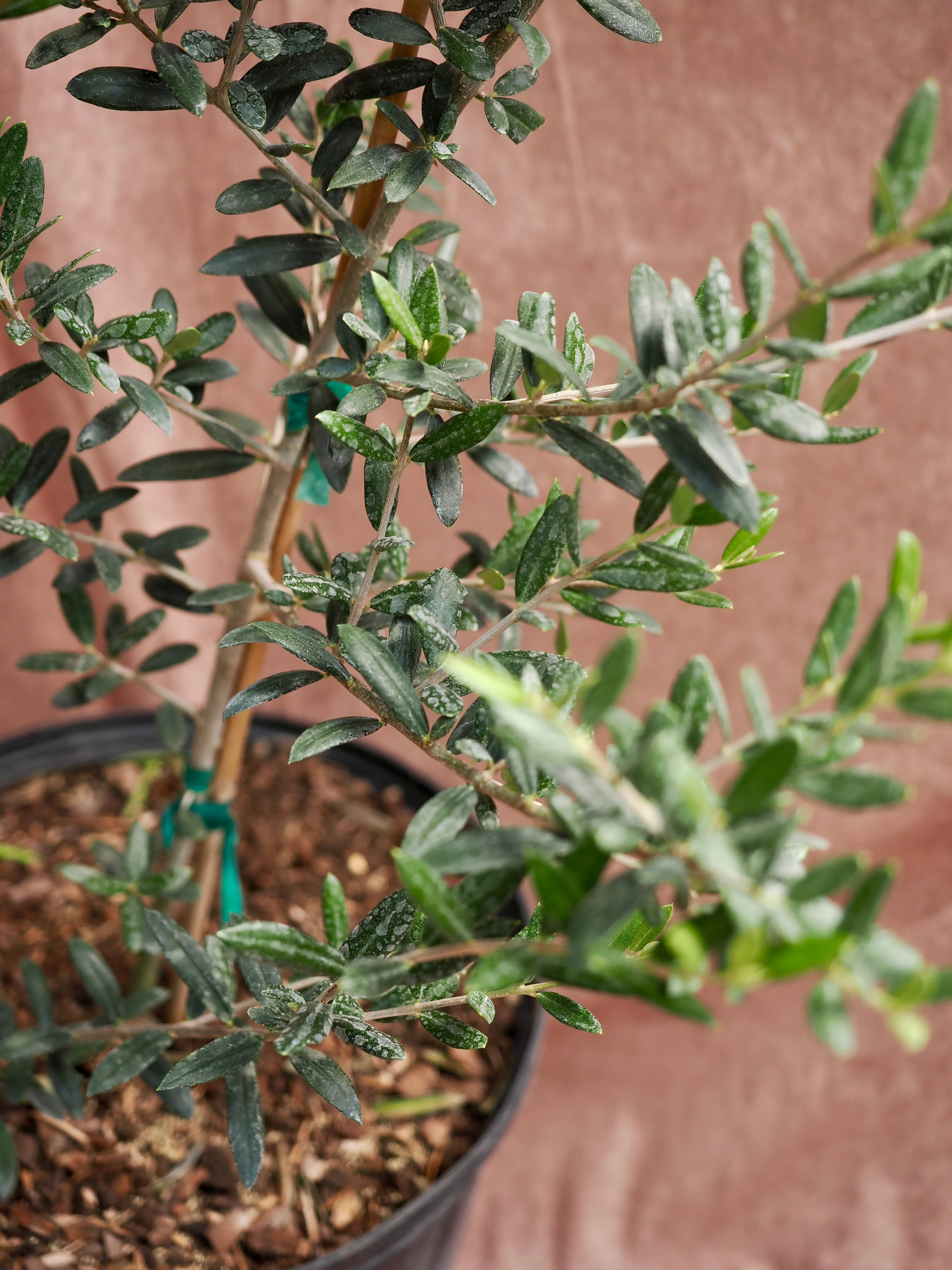 Large Olive Tree