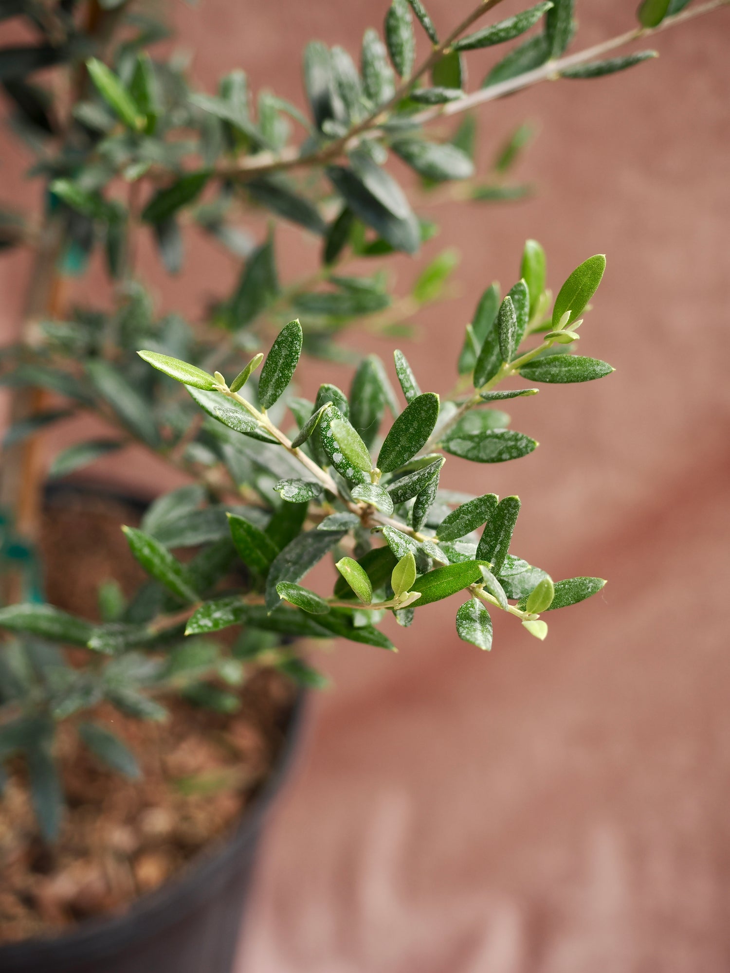 Large Olive Tree