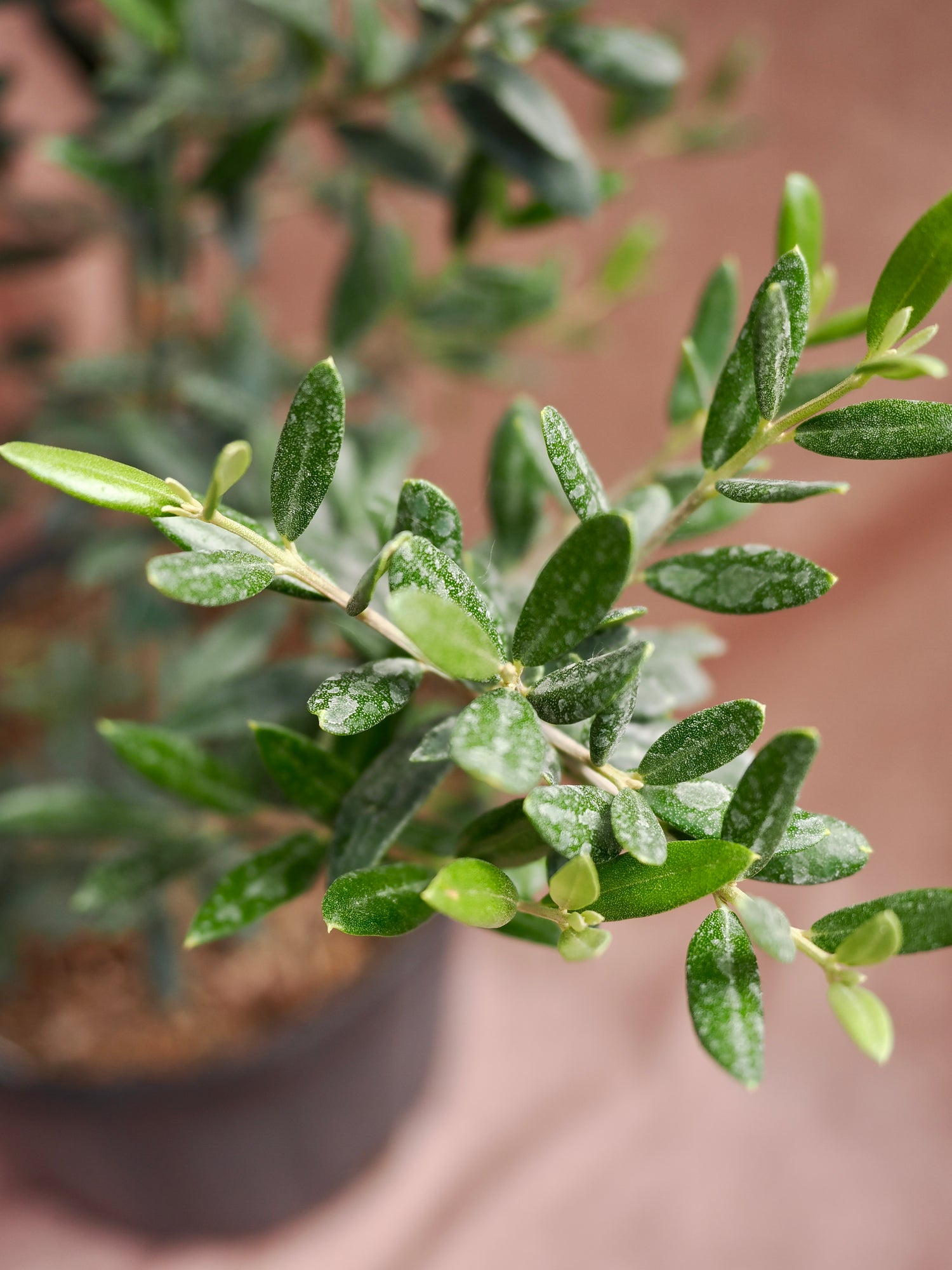 Large Olive Tree