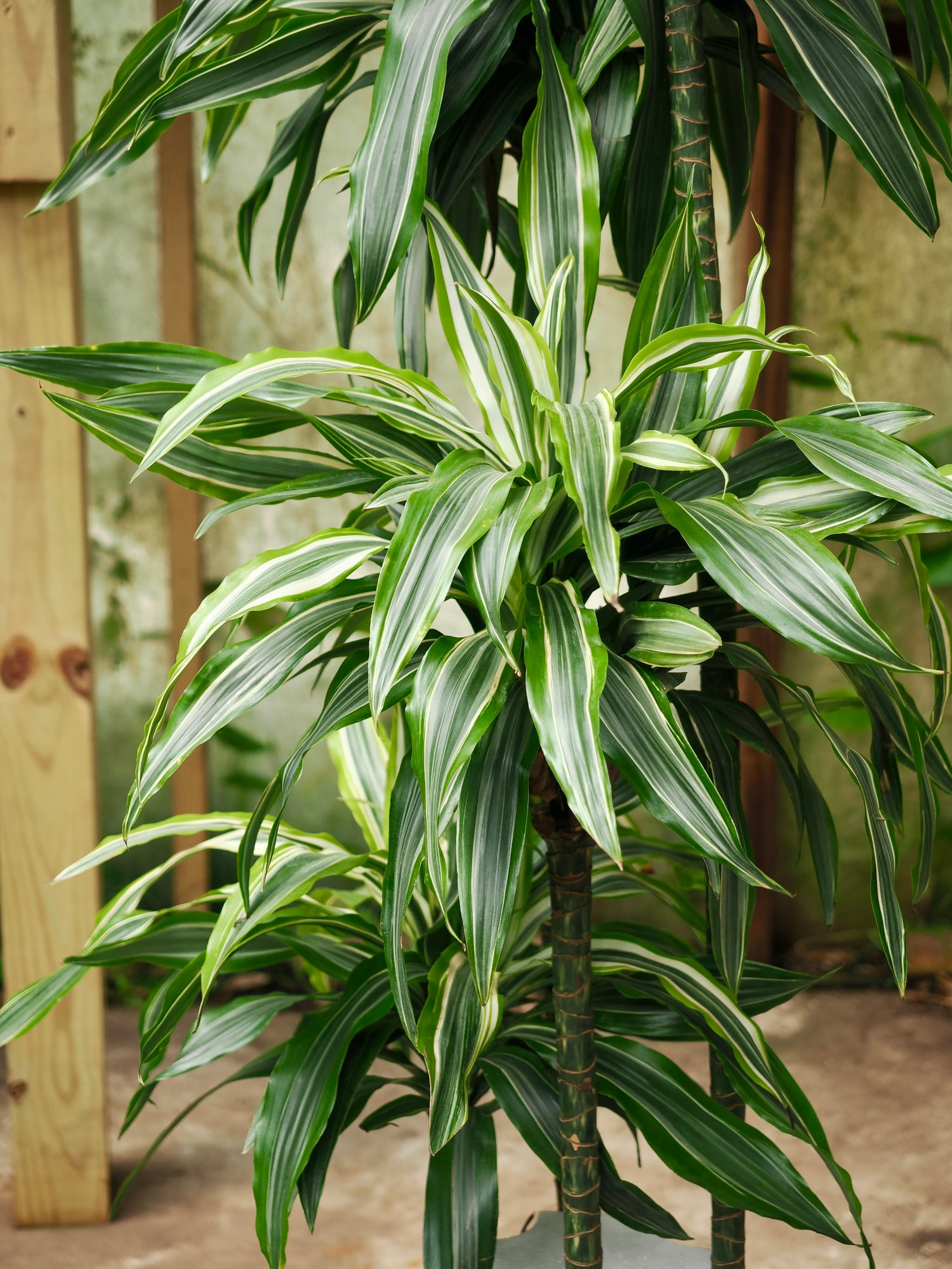 Full Size Dracaena &