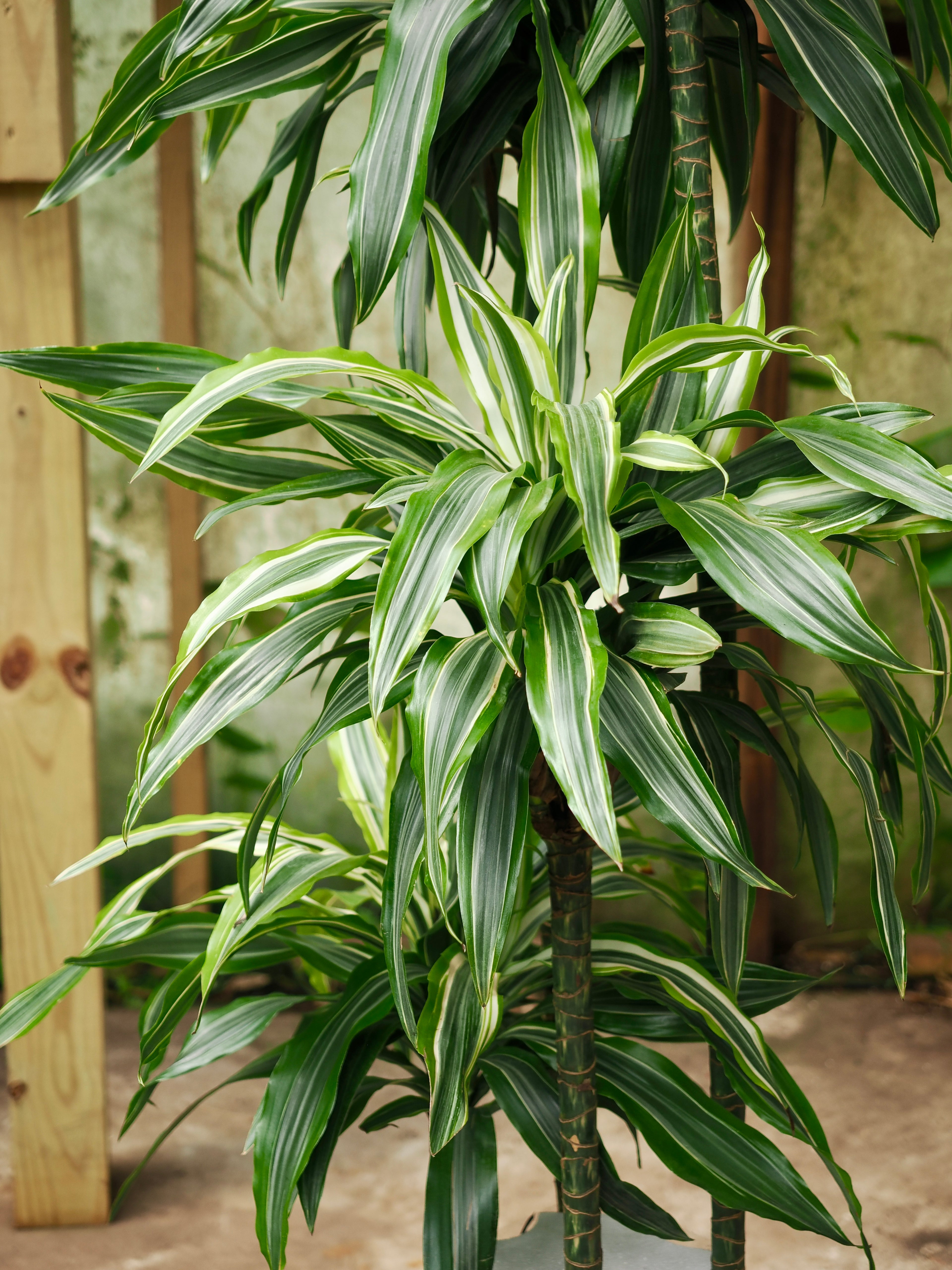 Full Size Dracaena &