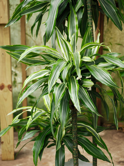 Full Size Dracaena &