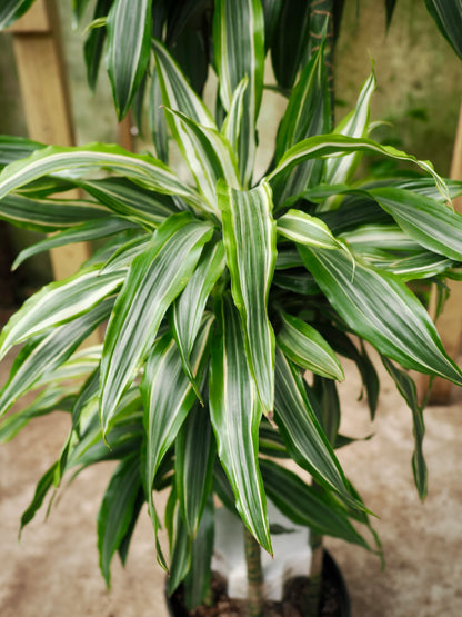 Full Size Dracaena &