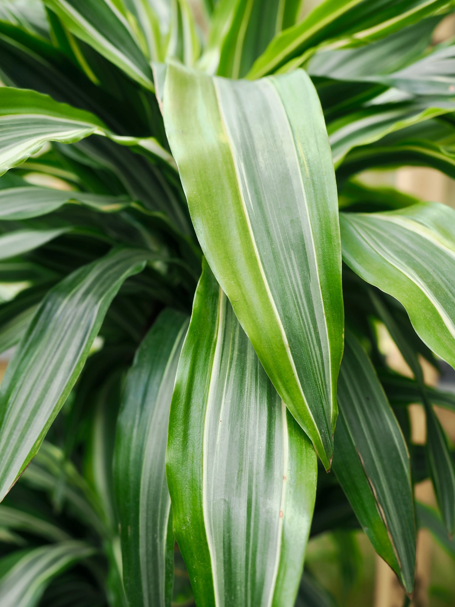 Full Size Dracaena &